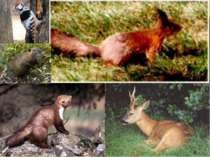 |У широколистяних лісах, що в околицях Києва, тваринний світ дуже різноманітн...