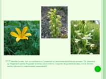 У Голосіївському лісі зустрічаються і рідкісні та малопоширені види рослин. Ц...