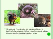 На території Голосіївського лісу мешкають близько 30 видів ссавців, в основно...