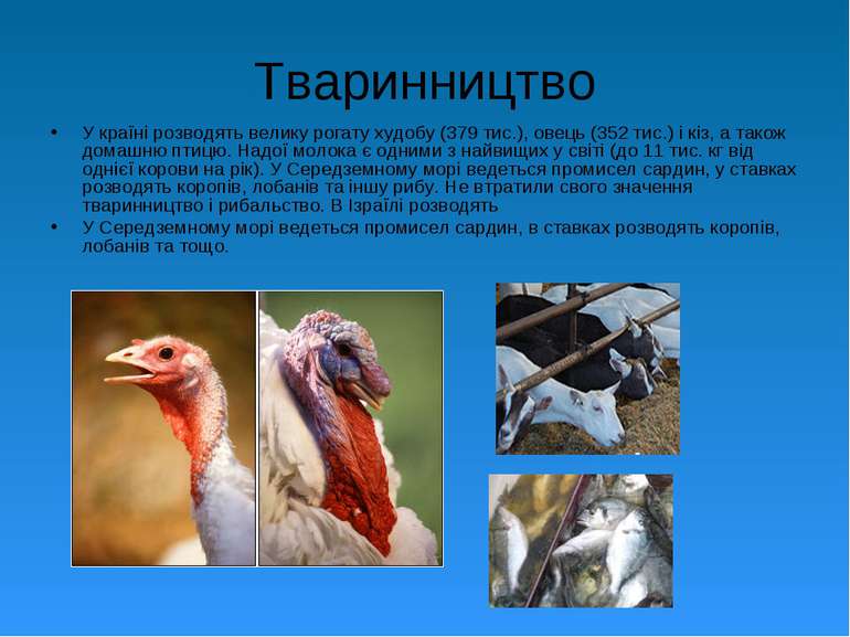 Тваринництво У країні розводять велику рогату худобу (379 тис.), овець (352 т...