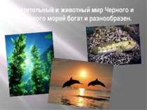 Растительный и животный мир Черного и Азовского морей богат и разнообразен.