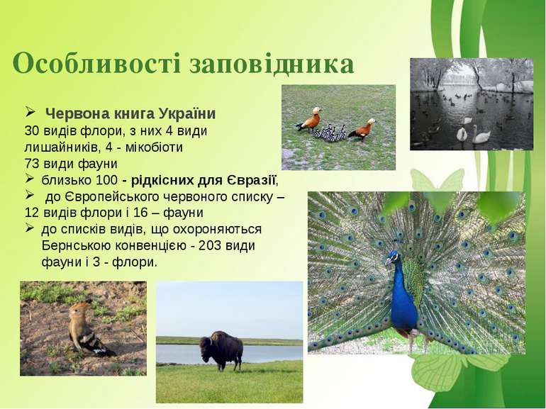 Особливості заповідника Червона книга України 30 видів флори, з них 4 види ли...