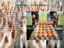 Птахівництво на українських землях Виробництво яєць в Україні збільшується що...