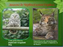 Занесені до Червоної книги України Сова довгохвоста, рідкісний гніздовий вид....