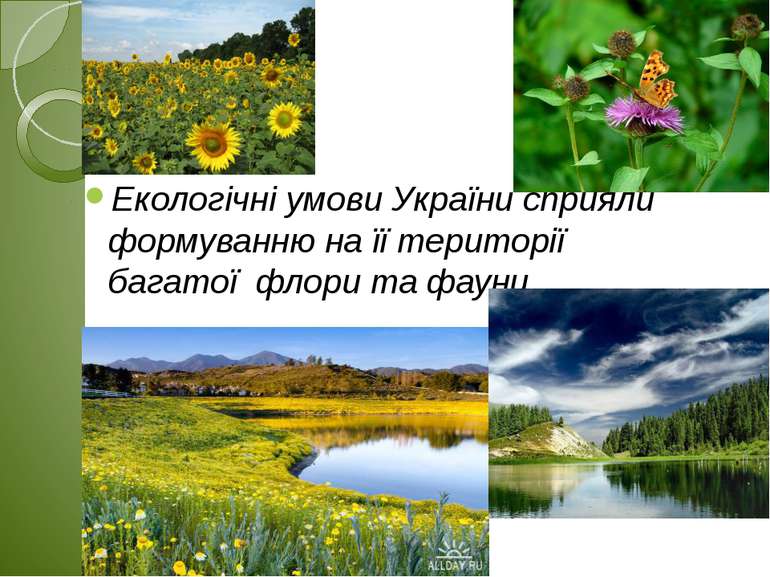 Екологічні умови України сприяли  формуванню на її території багатої  флори т...
