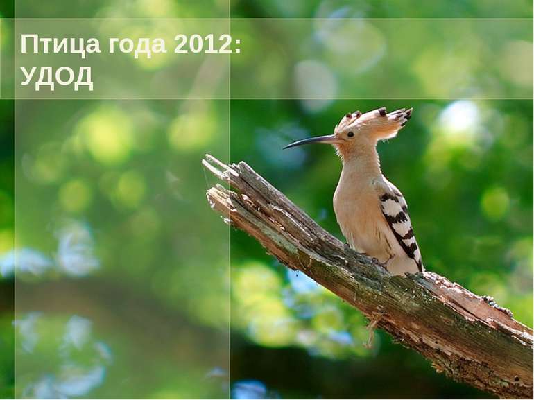 Птица года 2012: УДОД