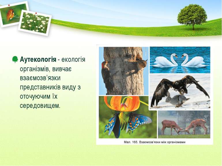 Аутекологія - екологія організмів, вивчає взаємозв’язки представників виду з ...