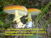 11. Не збивати неїстівні гриби в лісі. Неїстівні для людини, вони служать їже...