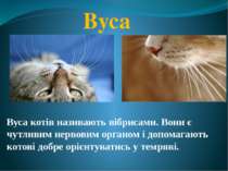 Вуса Вуса котів називають вібрисами. Вони є чутливим нервовим органом і допом...