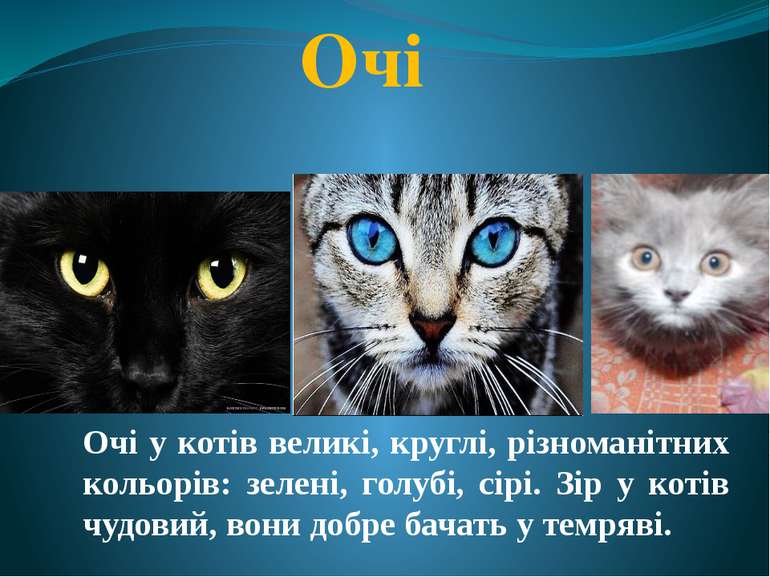 Очі Очі у котів великі, круглі, різноманітних кольорів: зелені, голубі, сірі....
