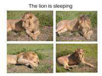 The lion is sleeping