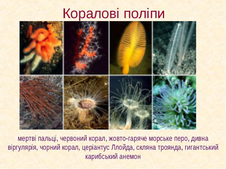 Коралові поліпи мертві пальці, червоний корал, жовто-гаряче морське перо, див...