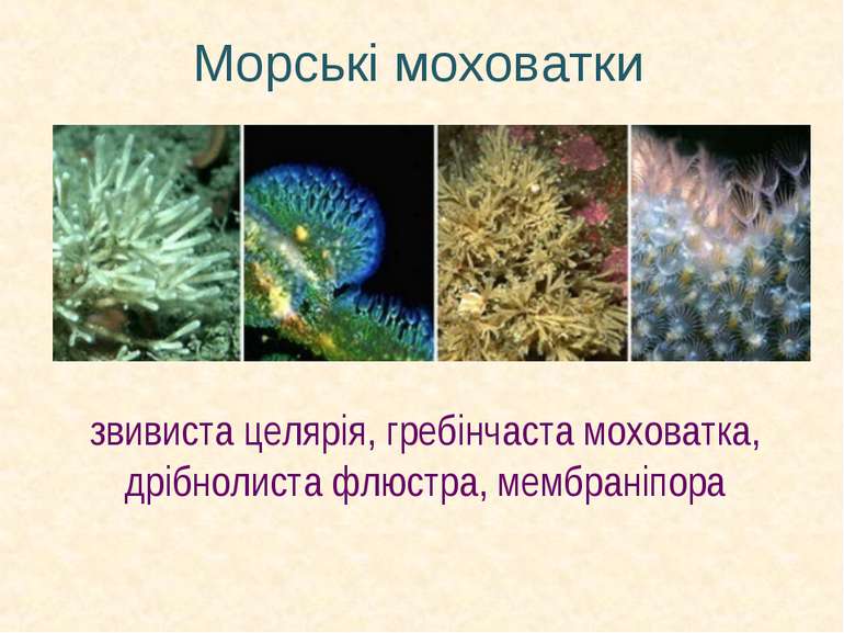 Морські моховатки звивиста целярія, гребінчаста моховатка, дрібнолиста флюстр...