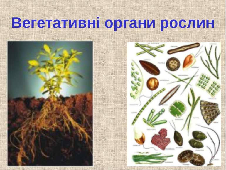 Вегетативні органи рослин