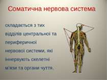 Соматична нервова система складається з тих відділів центральної та периферич...