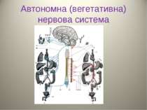 Автономна (вегетативна) нервова система