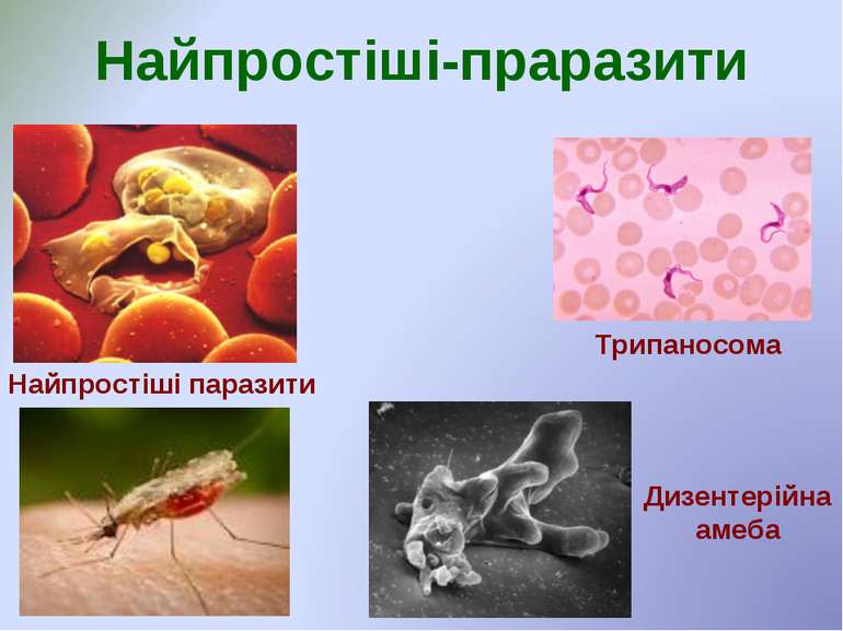 Найпростіші-праразити Найпростіші паразити Трипаносома Дизентерійна амеба