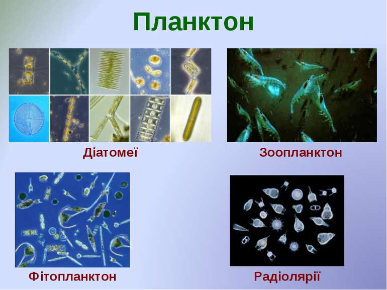 Планктон Фітопланктон Діатомеї Зоопланктон Радіолярії