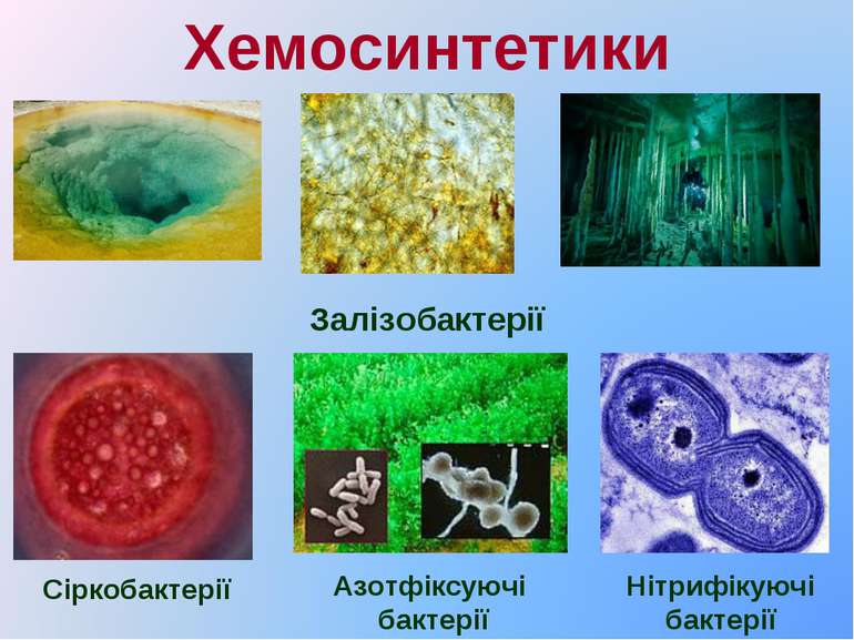 Хемосинтетики Залізобактерії Сіркобактерії Нітрифікуючі бактерії Азотфіксуючі...