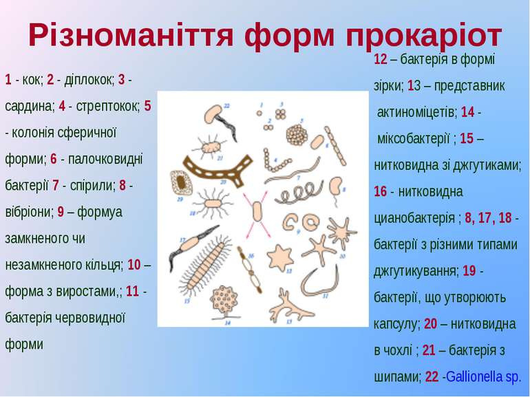 Різноманіття форм прокаріот 12 – бактерія в формі зірки; 13 – представник  ак...