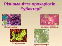 Різноманіття прокаріотів. Еубактерії Стрептококи Холерні вібріони Стафілококи...