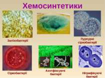 Хемосинтетики Залізобактерії Пурпурні сіркобактерії Сіркобактерії Нітрифікуюч...