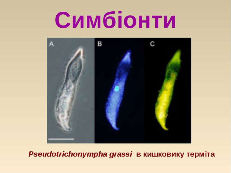Симбіонти Pseudotrichonympha grassi  в кишковику терміта