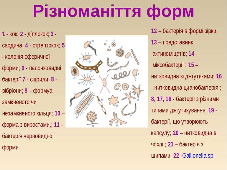 Різноманіття форм 12 – бактерія в формі зірки; 13 – представник  актиноміцеті...