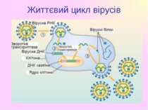 Життєвий цикл вірусів