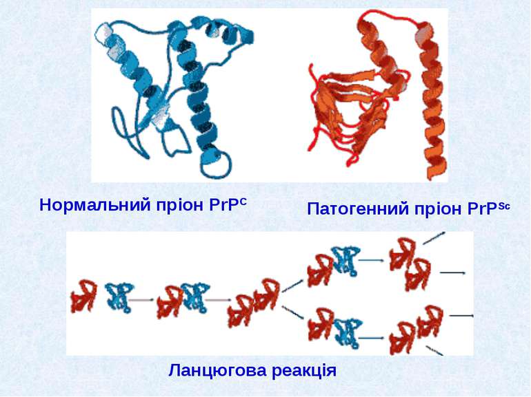 Нормальний пріон PrPС Патогенний пріон PrPSc Ланцюгова реакція