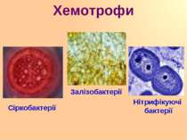 Хемотрофи Сіркобактерії Залізобактерії Нітрифікуючі бактерії