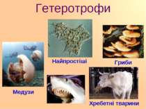 Гетеротрофи Найпростіші Гриби Медузи Хребетні тварини