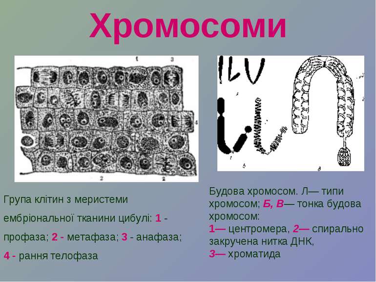 Хромосоми Група клітин з меристеми ембріональної тканини цибулі: 1 - профаза;...