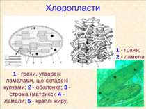 Хлоропласти 1 - грани, утворені ламелами, що складені купками; 2 - оболонка; ...