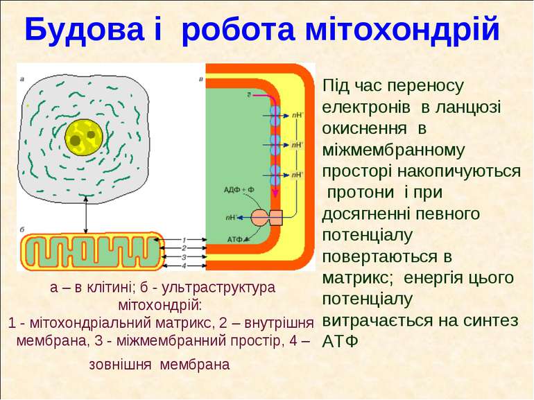 Будова і робота мітохондрій а – в клітині; б - ультраструктура мітохондрій: 1...
