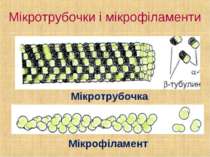 Мікротрубочки і мікрофіламенти Мікротрубочка Мікрофіламент