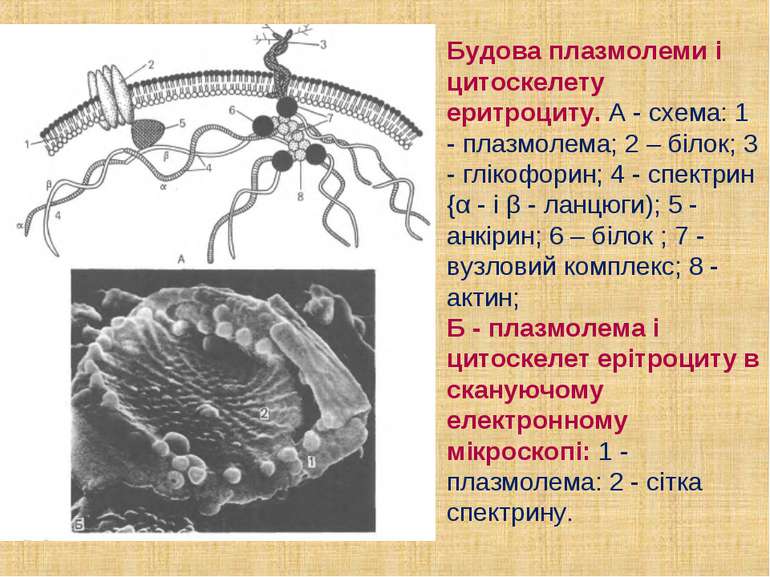 Будова плазмолеми і цитоскелету еритроциту. А - схема: 1 - плазмолема; 2 – бі...