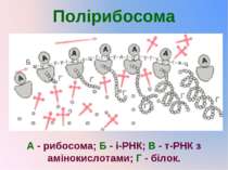 Полірибосома А - рибосома; Б - і-РНК; В - т-РНК з амінокислотами; Г - білок.