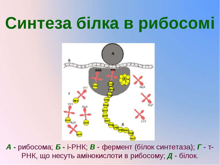 Синтеза білка в рибосомі А - рибосома; Б - і-РНК; В - фермент (білок синтетаз...