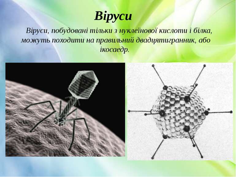 Віруси, побудовані тільки з нуклеїнової кислоти і білка, можуть походити на п...