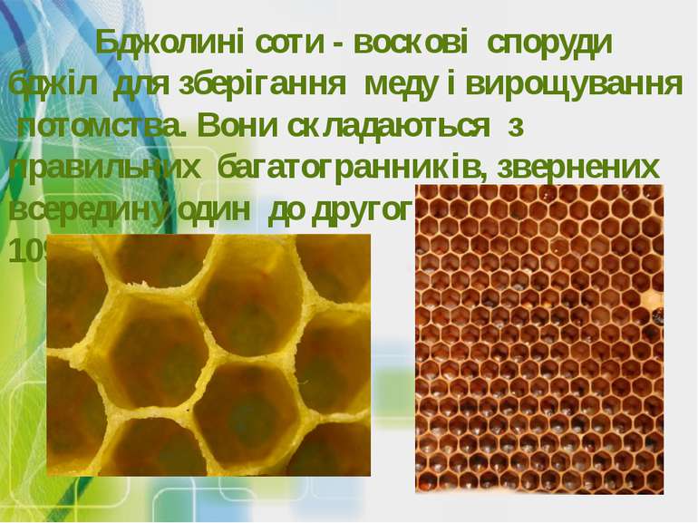 Бджолині соти - воскові споруди бджіл для зберігання меду і вирощування потом...