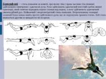 Батерфляй — стиль плавання на животі, при якому ліва і права частини тіла пов...