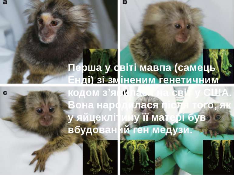 Перша у світі мавпа (самець Енді) зі зміненим генетичним кодом з’явилася на с...