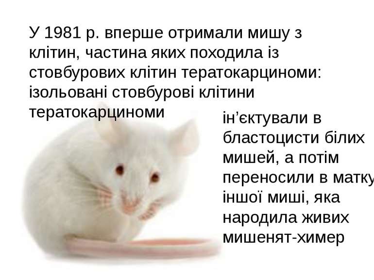 У 1981 р. вперше отримали мишу з клітин, частина яких походила із стовбурових...