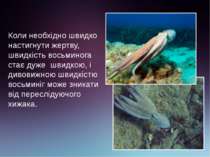 Коли необхідно швидко настигнути жертву, швидкість восьминога стає дуже швидк...