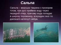 Сальпа Сальпа – морська тварина з прозорим тілом, при русі приймає воду через...