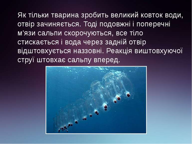 Як тільки тварина зробить великий ковток води, отвір зачиняється. Тоді подовж...