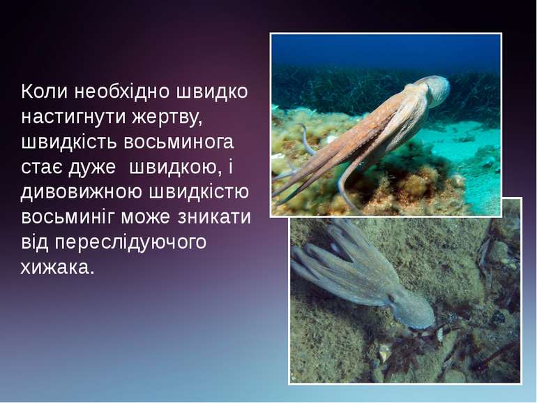 Коли необхідно швидко настигнути жертву, швидкість восьминога стає дуже швидк...