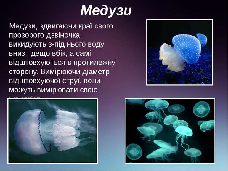 Медузи Медузи, здвигаючи краї свого прозорого дзвіночка, викидують з-під ньог...