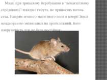 Миші при тривалому перебуванні в “немагнітному середовищі” швидше гинуть, не ...
